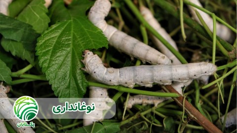 پرورش-کرم-جوان-نوغانداری