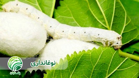 پرورش-کرم-بالغ-و-بیماری-های-کرم-ابریشم-نوغانداری