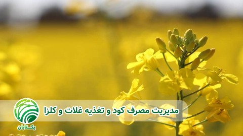 مدیریت-مصرف-کود-و-تغذیه-کلزا-در-مرحله-داشت