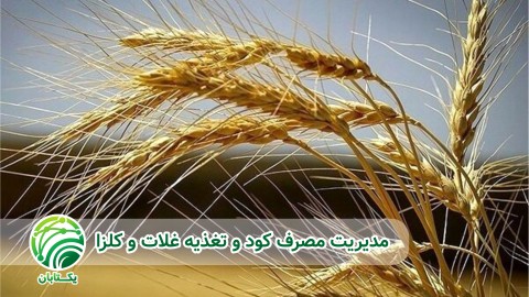 مدیریت-مصرف-کود-و-تغذیه-گندم-آبی