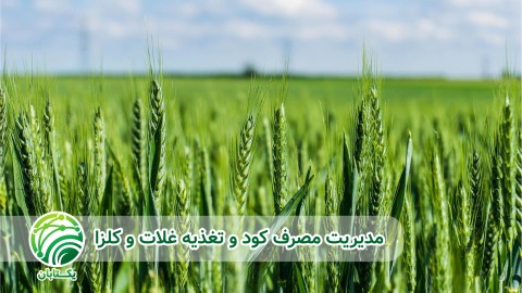 شرایط-کاشت-غلات-در-مناطق-با-خاک-و-آب-شور