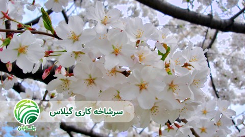 سرشاخه-کاری-گیلاس