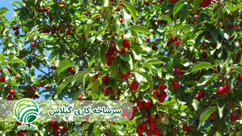 روند-توسعه-باغات-گیلاس