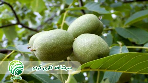 سرشاخه-کاری-گردو