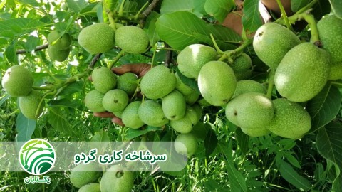 آیا-باغ-جدید-احداث-کنیم-یا-باغات-قدیمی-اصلاح-کنیم