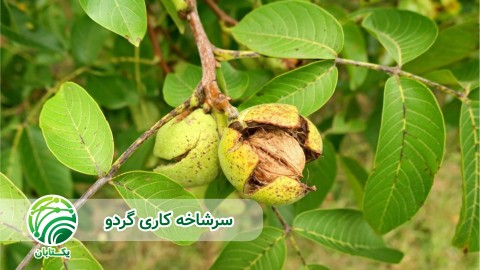 نکات-مهم-در-سرشاخه-کاری-گردو