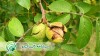 نکات مهم در سرشاخه کاری گردو