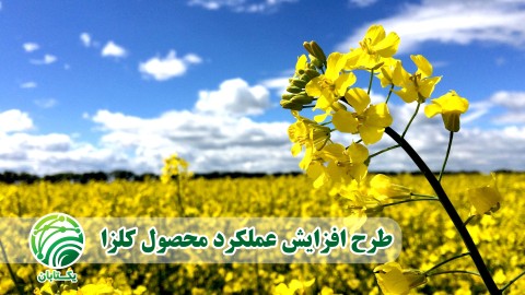 طرح-افزایش-عملکرد-محصول-کلزا-در-شهرستان-مانه-و-سملقان