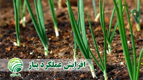 افزایش-عملکرد-پیاز