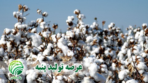 فعالیت-های-یکتابان-در-عرصه-تولید-پنبه-در-راستای-اجرای-قرارداد-افزایش-عملکرد-محصول-پنبه-شهرستان-مانه-و-سملقان